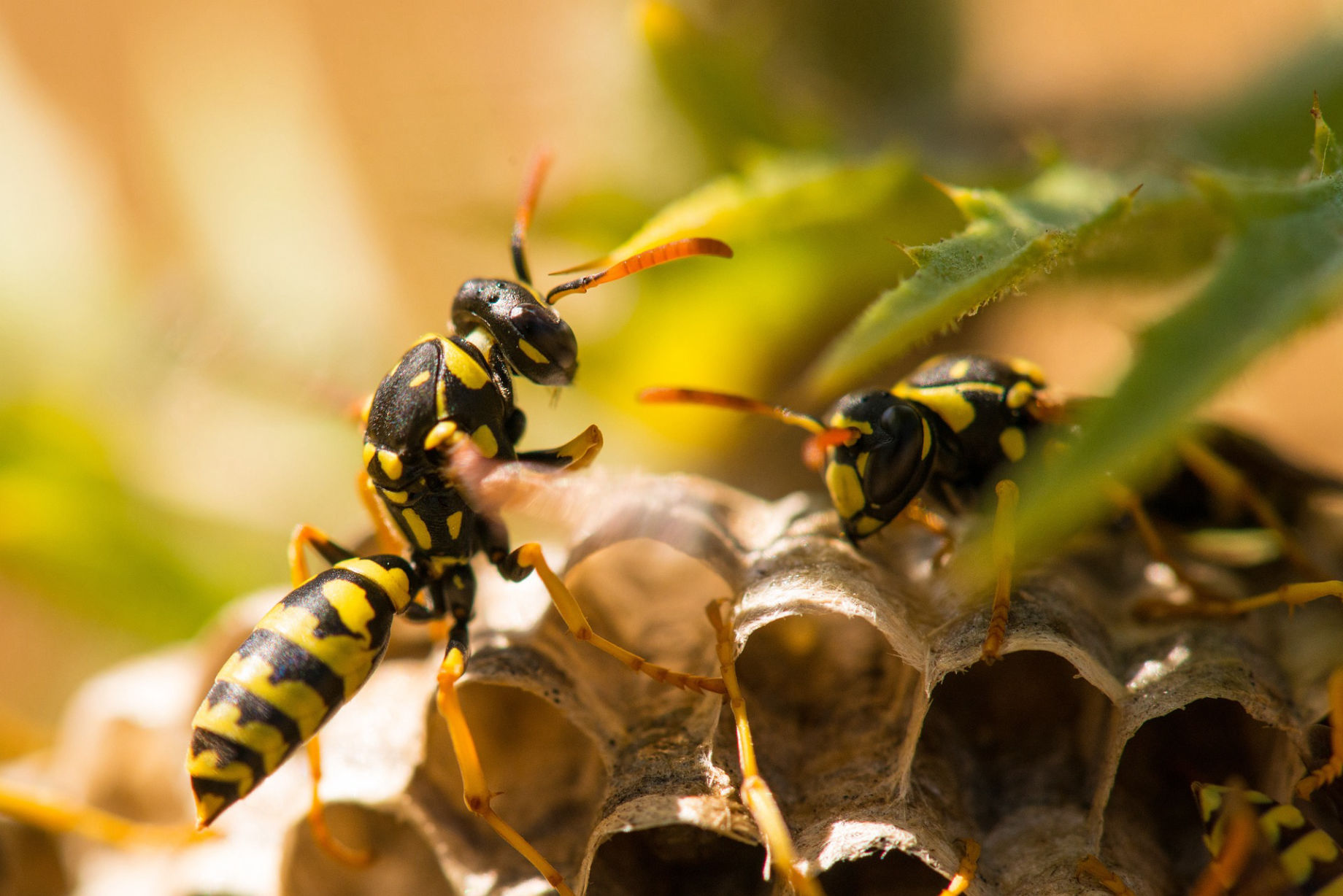 Destruction de nids de guêpes et de frelons à Caen